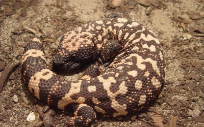 The Animal Origins of GLP1