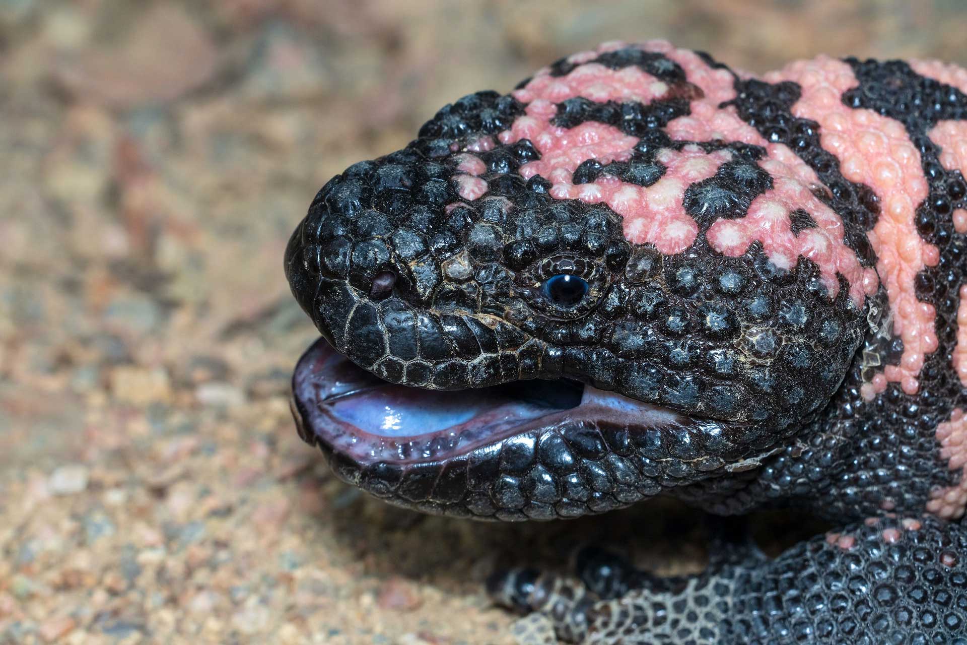 Animal Origins of GLP1